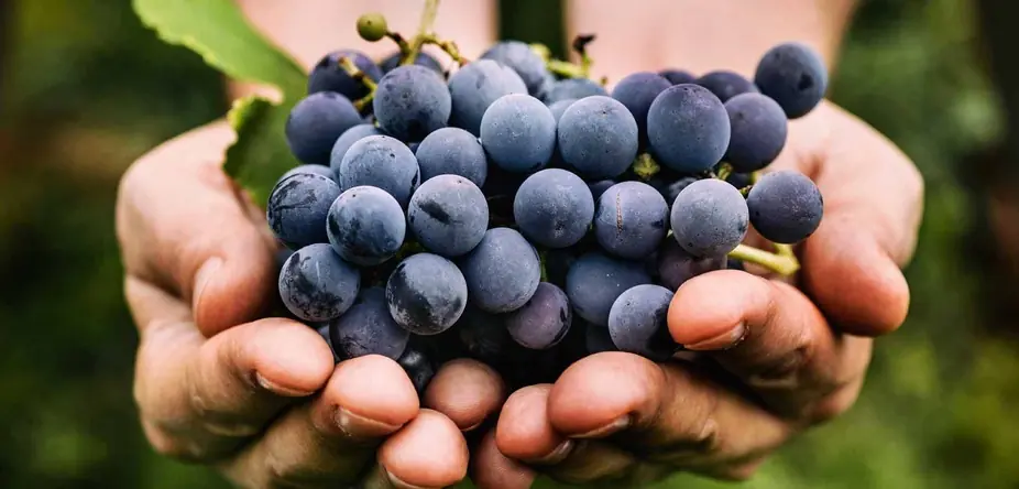 Oktoberfest: The Wines of Germany at Uvae Kitchen & Wine Bar — Uvae's Annual Oktoberfest Wine Class taught by Somm Erika for the 4th year. Taste through favorite German wines and kick off Fall.