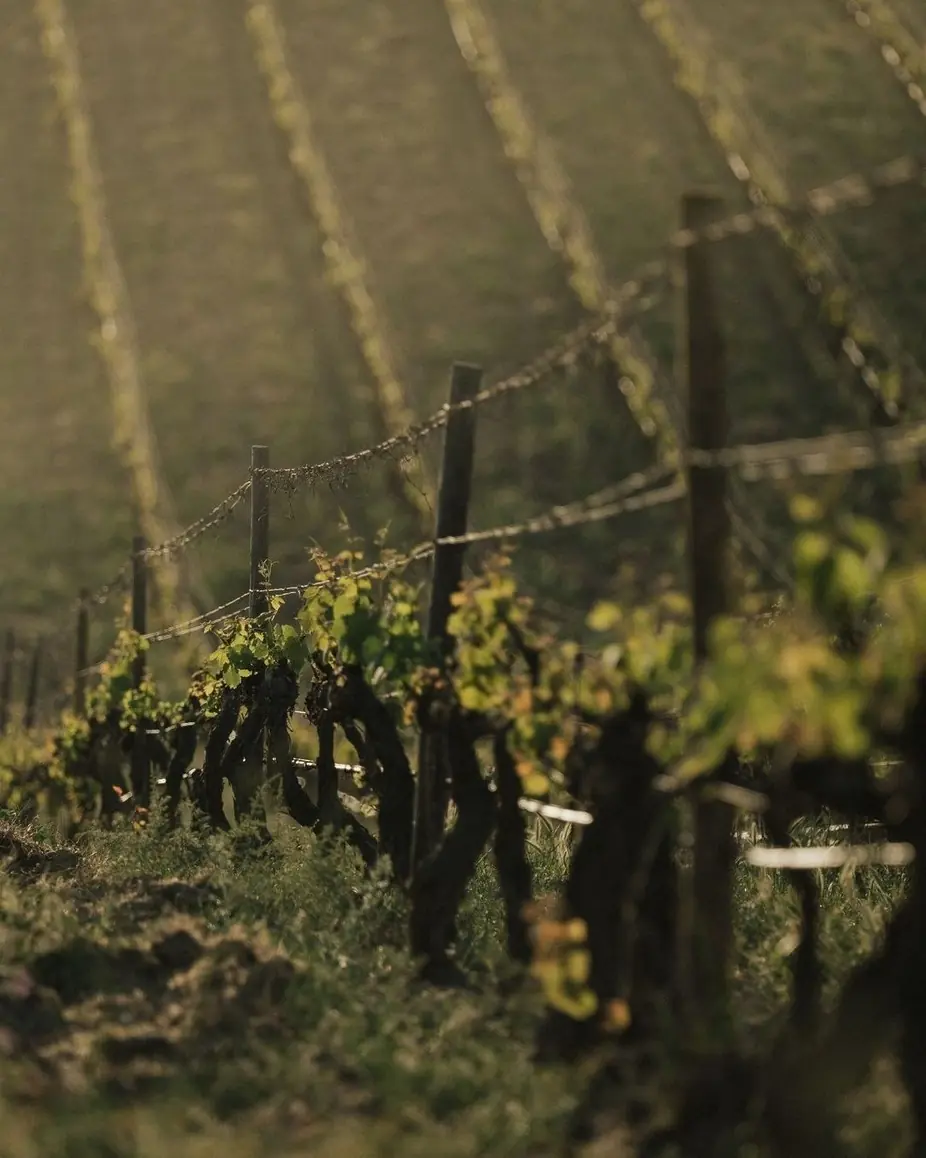Wine & Wood: The Influence of Oak at Uvae Kitchen & Wine Bar — Learn about the influence of wood on wine from different countries and forests with Sommelier Erika, one of her favorite topics.